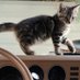 Bodhi Wanders (@sarahgr88162285) Twitter profile photo Bodhi Wanders (@sarahgr88162285) Twitter profile photo