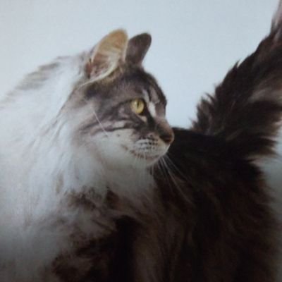 JNKさんのプロフィール画像