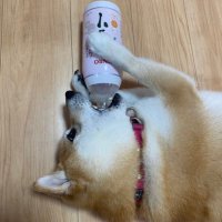だいすけ (@honmono_mygw) 's Twitter Profile