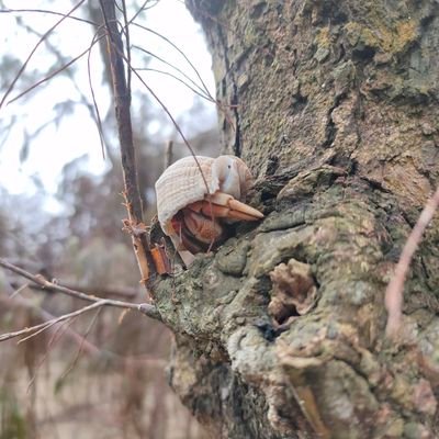 Bidhan244's profile picture. Student