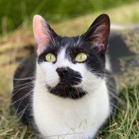 Joey the Cat 🐾(@meowitsjoey) 's Twitter Profile Photo