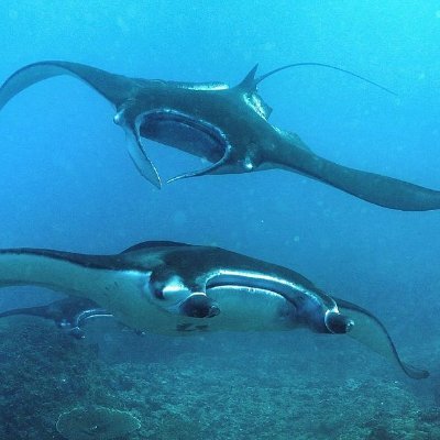 ZaansePraat's profile picture. Een mening uiten mag niet als die niet past in het straatje van een ander. Dat is de standaard!
Twiiterkijker en reaguurder!