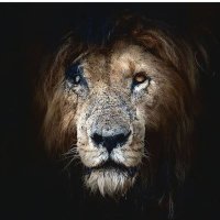 TheRealBlobStauffer (@bigpoppa29xxx) 's Twitter Profile