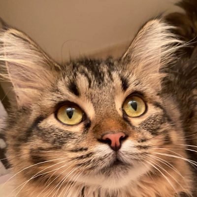 OptimumMeans's profile picture. Student, sUAS Pilot, Developer.