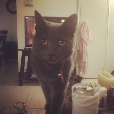 I’m a Korat and a Scorpio. That’s all you need to know