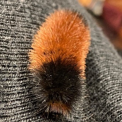 apparentlynice's profile picture. she/her snailbird