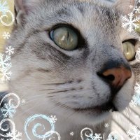 YυKi (@yuki58986467) 's Twitter Profile