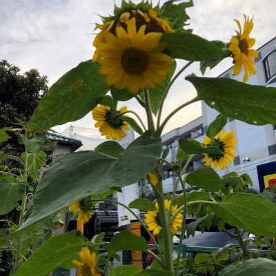 lightout's profile picture. こんにちは