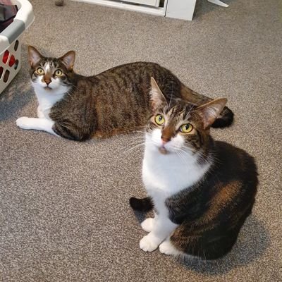 We are rescue brofur and sistor. We love food, owtside time and destwoying owr Hoomans furrniture 😸. 
#CatsofTwitter #AussieCatsOfTwitter #TabbyTroop