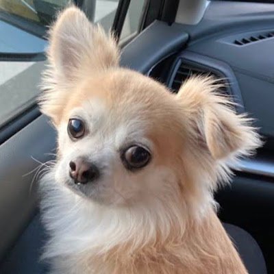 muracamiinu's profile picture. 仕事