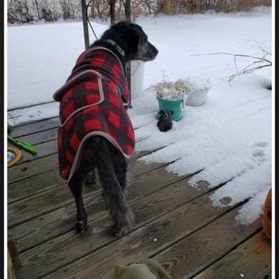 JMaryDog1's profile picture. 