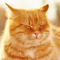 🇯🇵愛国猫（アニメ漫画の表現規制を許さない）(@JapanLoveCat) 's Twitter Profile Photo