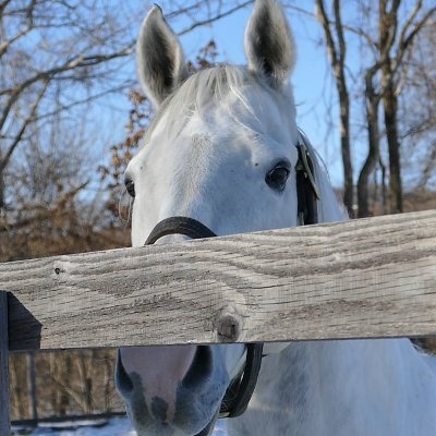最近また競馬(→正確にはお馬さん)に興味が出てきました。
リアルタイムでゴールドシップを応援していました。
競馬を初めて見たのは1990年頃~。
現在はゴールドシップ産駒を中心に、ステイゴールド一族やその他の競走馬も幅広く応援しています。たまに動物(
※無言フォロー失礼します。
threads/Blueskyも同一垢