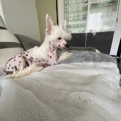 Evita mijn chinese naakthond,chinese crested. 🇺🇦❤️colorist,Azië fan.  fvd en fake nieuws  block!