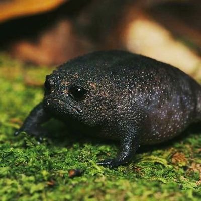 Здесь хранятся мои надежды и мечты.
Ну и то, что я люблю больше всего — мои самодельные мемы