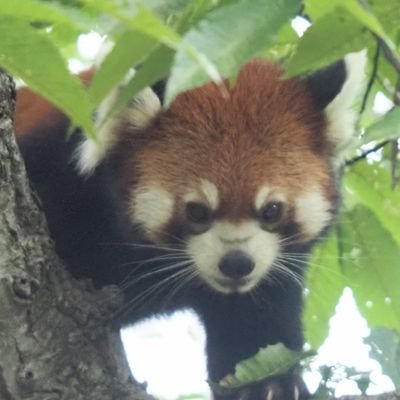 ⚾ファイターズ応援📣生物全般好き❣️時々動物園水族館へ行きます  動物愛護団体不信、金融等勧誘拒否