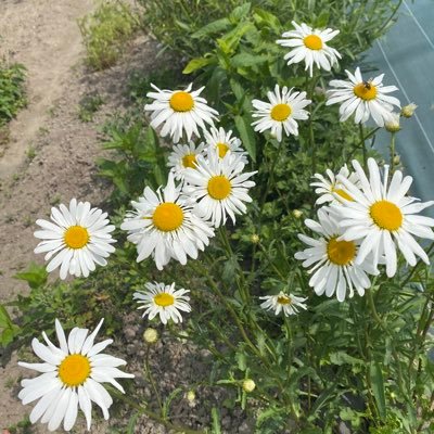 kiko_lingerie15's profile picture. ランジェリーライフの向上♡ / D65 / シンデレラ寄りの華奢胸 / 平胴 / ややろうと胸 / カップ上辺浮きやすい / L字ワイヤー民 / イエベ秋、骨格ウェーブ(セルフ診断) / 男性やエロっぽいのは独断ブロックです！！！ちゃんと固定ツイ読んで！ #きこの購入品 ご質問ある方はリンクに☺️↓