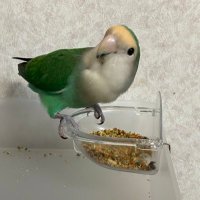 銭形幸一 旧Cooper (@1yamamoto1) 's Twitter Profile