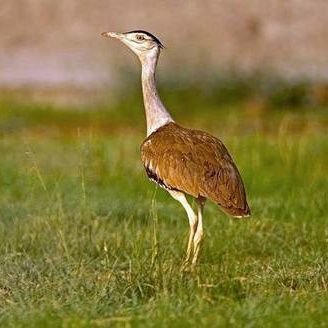 Indian Army Officer, Special forces , United nations, Bomb Disposal, Anti hijacking and Hostage rescue & Sky Marshal. NOW SAVING THE GREAT INDIAN BUSTARD.