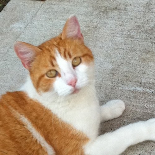 slchavez1124's profile picture. 