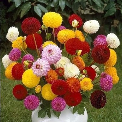 SAMEER21115104's profile picture. ok