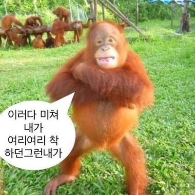 내가 양파냐