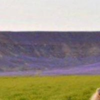 H (@khalidjs1) 's Twitter Profile