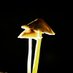 夜のキノコ人 (@nightmushrooms) Twitter profile photo 夜のキノコ人 (@nightmushrooms) Twitter profile photo