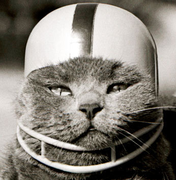 My name is Sgt. Buttons, head of all strategic cat attack operations. I post pictures of my fellow felines goin' H.A.M.