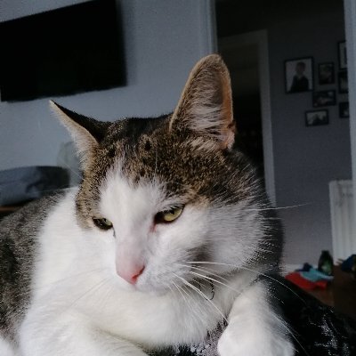 Tomnaughtylist's profile picture. Socialist