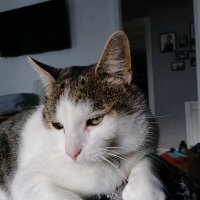 Tom Thumb (@tomnaughtylist) 's Twitter Profile Photo Tom Thumb (@tomnaughtylist) 's Twitter Profile Photo