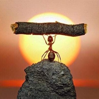 davie_mativo's profile picture. @Arsenal 🔴⚪

Views mine!