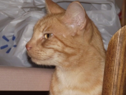 fanfromMS's profile picture. I can't brag about my love for God because I fail him daily, but I can brag about His love for me because it never fails.