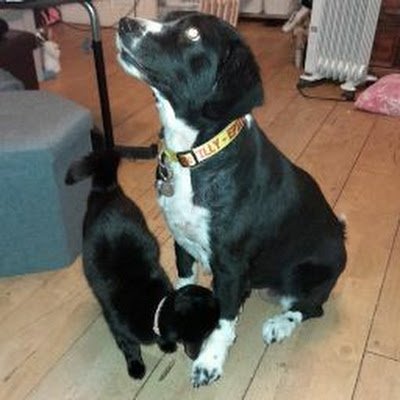 Mum of two, animal lover one dog, three cats and two rats