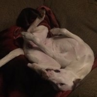 FreizasDeathBalls (@freizasballs) 's Twitter Profile