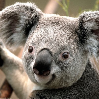 vontamgg's profile picture. Degod Holder
#BlueMove #MOVErs