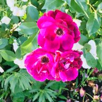 らびゅ✨ルーン占い✨🔮 (@7vngg6klizk5n9x) 's Twitter Profile Photo