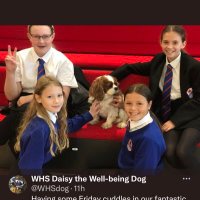 WHS Daisy the Well-being Dog(@WHSdog) 's Twitter Profile Photo
