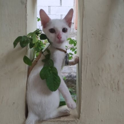 😼