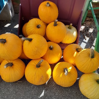 MicaSotheby's profile picture. Facts and Figures only, please