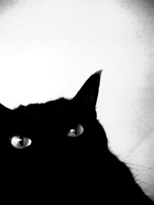 黒猫を愛でたいアカウント。保護猫出身黒猫甘えん坊男子５歳と同居中。うちの子も可愛いが皆さまの黒猫も激可愛い。いいね連打すみません。
Black cat person. Wish all black cats happiness through their life🐈‍⬛🎀