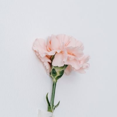 pattpeppy's profile picture. 