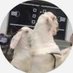 madina goat farming (@madinagoat) Twitter profile photo madina goat farming (@madinagoat) Twitter profile photo