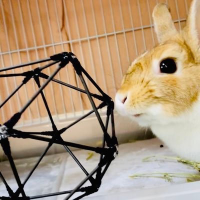 社会人大学院生/数学教員/育休中/トポロジー/微分幾何学/フィンランド🇫🇮/マリメッコ/うさぎのきなこ/うさぎのもなか/リーマン多様体/幾何学的変分問題/調和写像/うめこみしずめこみ