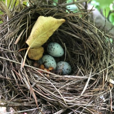 PhD student @universitelaval studying integration of bird conservation & forest mgmt. Also into mammals (esp bats). She/her/elle