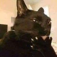 housecat513's profile picture. 