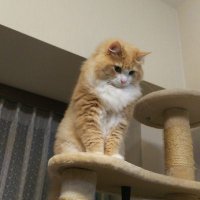 suzubel (@suzubelrl) 's Twitter Profile