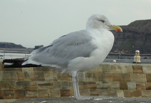 Enjoy Birding, Walking, Photography and all things nature
