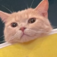 まるこす (@takagi_yuusuke) 's Twitter Profile