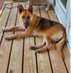 Michael P (@greatcanine66) Twitter profile photo Michael P (@greatcanine66) Twitter profile photo